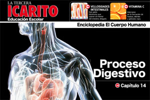 What you must know about the digestive process Icarito