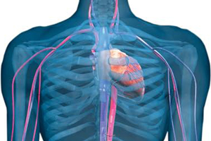 el sistema circulatorio.jpg