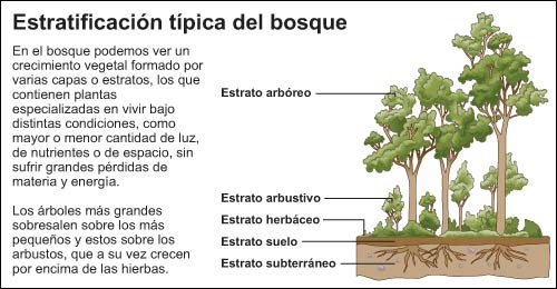 Estratificación típica del bosque