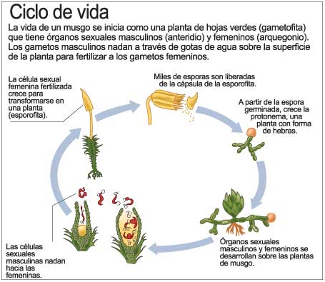 Ciclo de vida de una planta