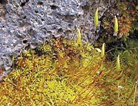 Las plantas briofitas