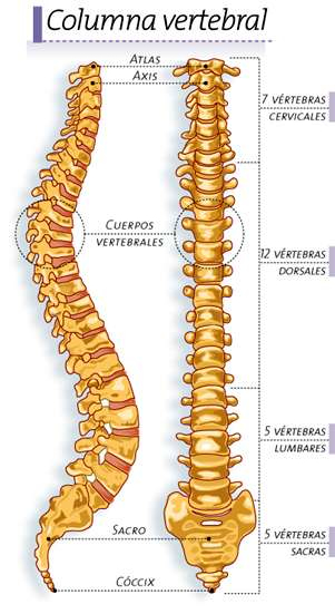 Columna vertebral