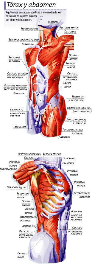Músculos del tórax y del abdomen