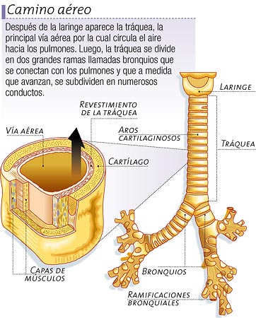 Camino aéreo: la tráquea