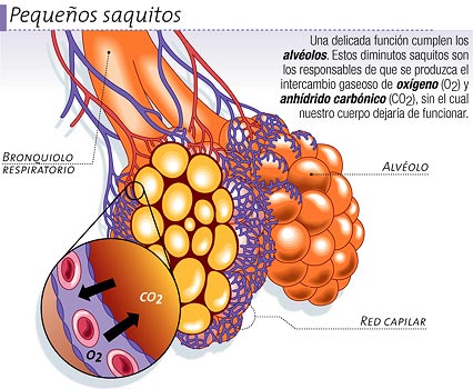 Alveólos