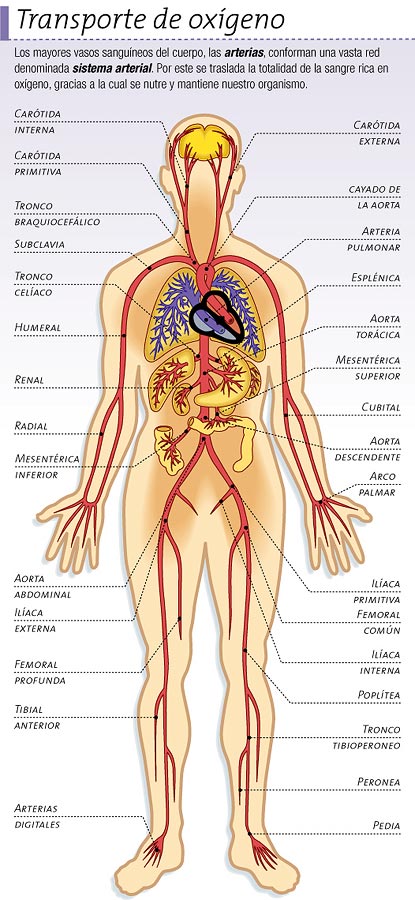 Sistema arterial