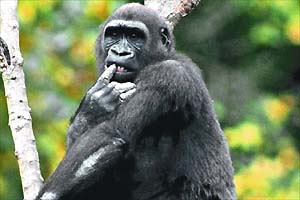 Los chimpancés salvajes usan los gestos para comunicarse