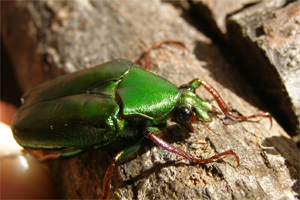 Expo Bichos presenta Micromundo