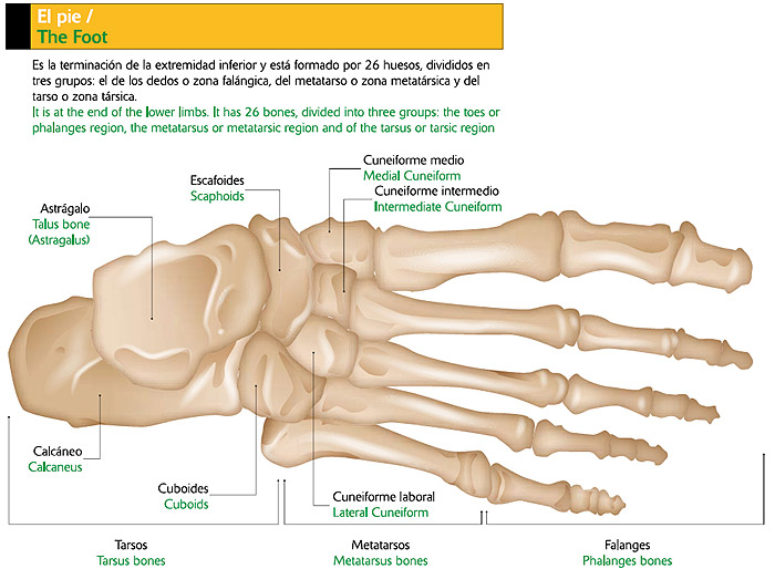 El pie