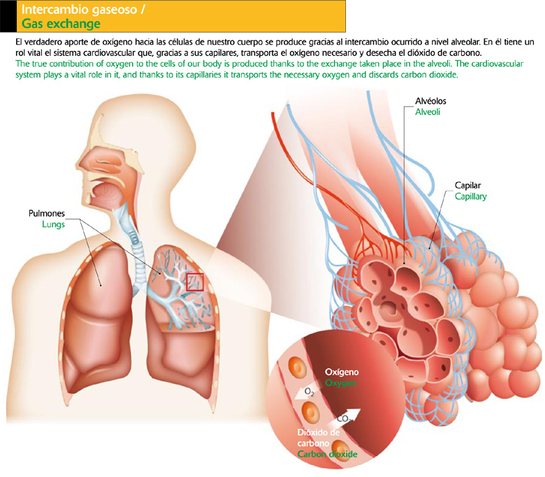 La respiración: oxígeno y supervivencia