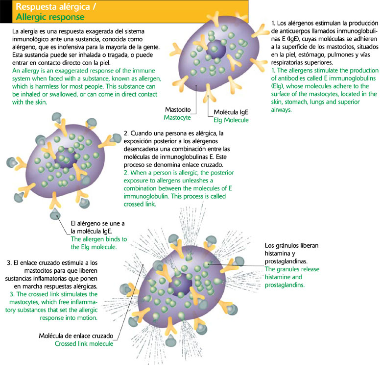Respuesta alérgica