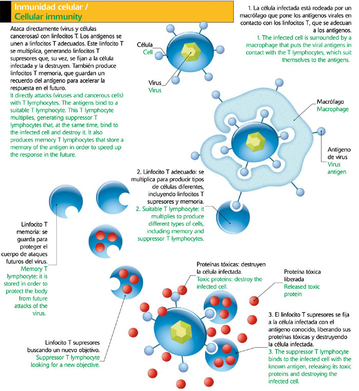 Inmunidad celular