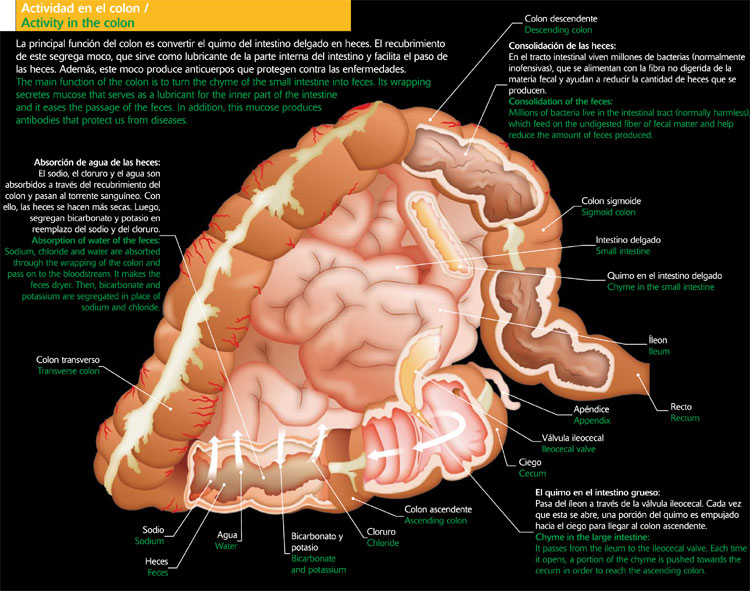 Actividad en el colon