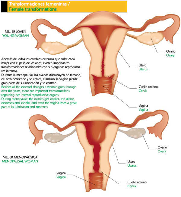 menopausia