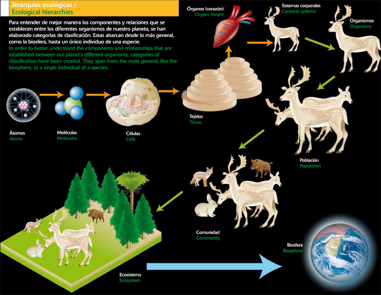 Jerarquías ecológicas