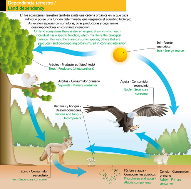 Dependencia terrestre