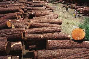 La deforestación: enemiga del bosque