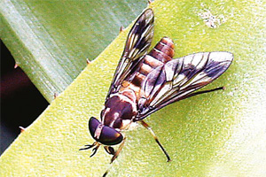 Los insectos: Características y funcionamiento interno