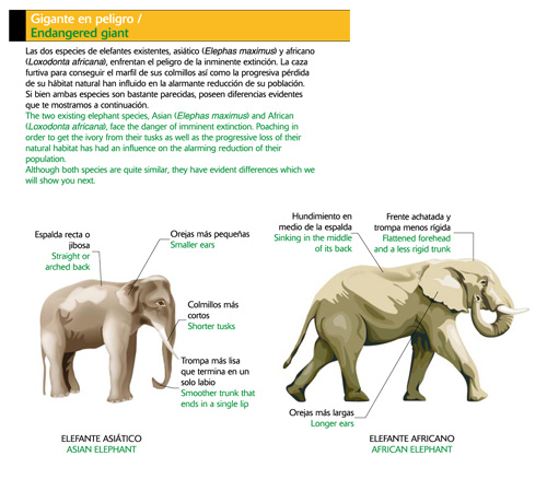 Elefantes: Gigantes en peligro