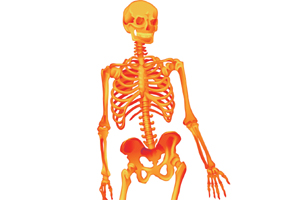 Características y funciones de los huesos