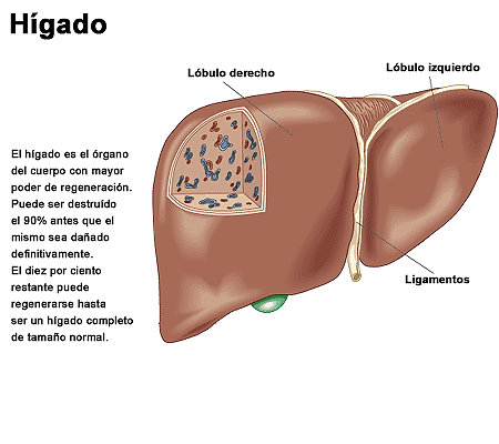 El hígado