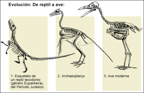 Evolución de reptil a ave