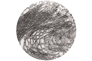 Cellular Composition