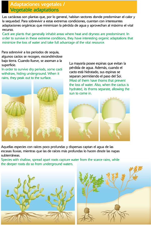 Cactus o cactos: Adaptaciones vegetales