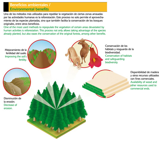 Reforestación: Beneficios ambientales