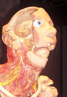 610437-jpg - Nervios craneales profundos que activan los músculos y los órganos de la cara.