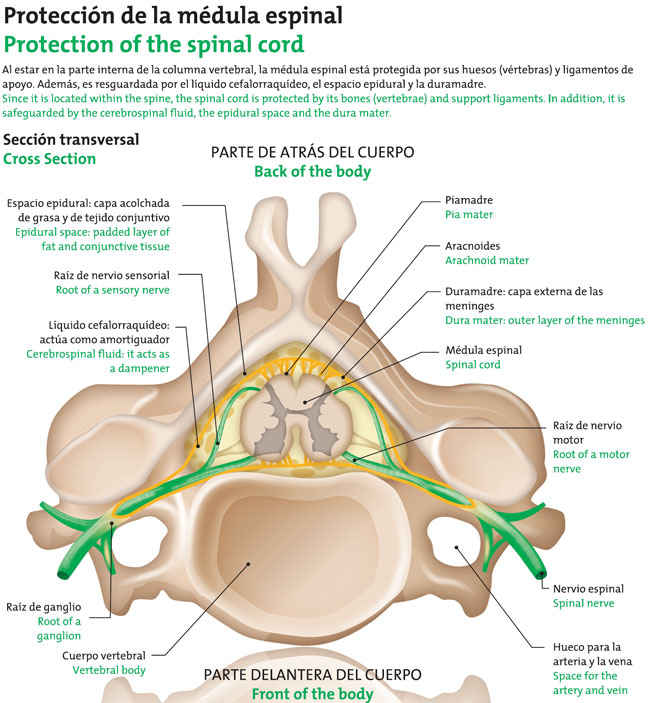 Protección de la médula espinal