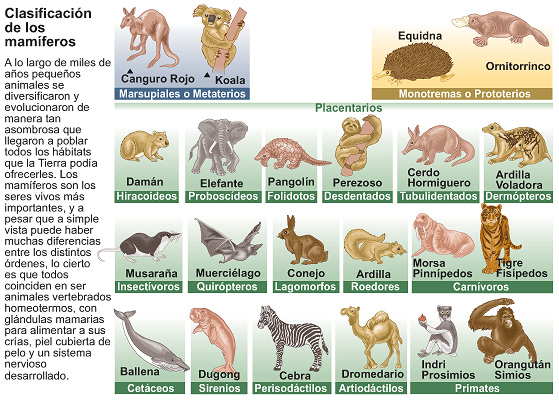 Reproducción de los mamíferos