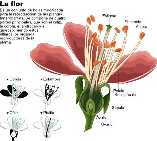 Flor