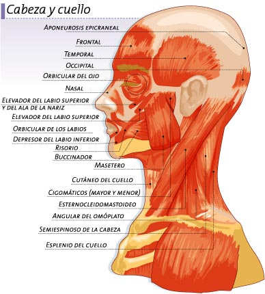 músculos de la cabeza y cuello