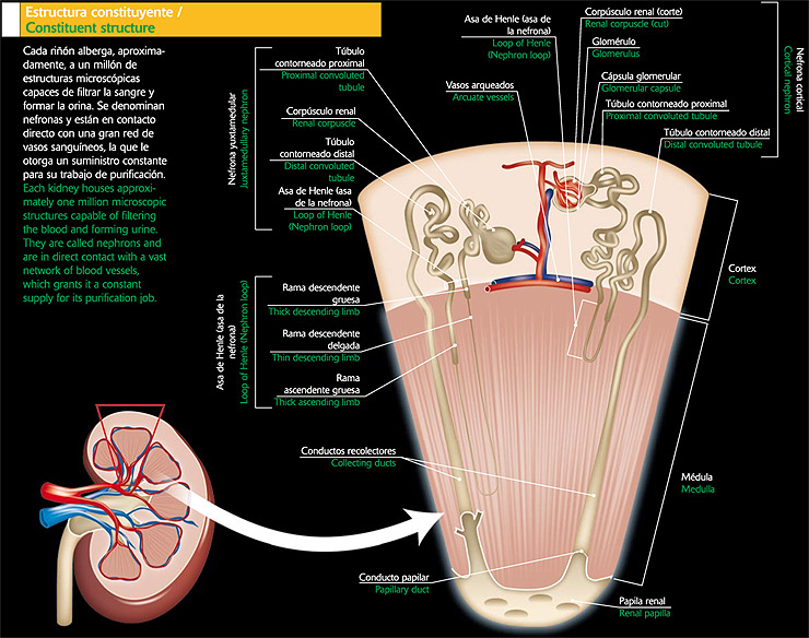Nefronas: Estructura constituyente