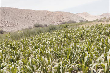 613810-jpg - En algunos oasis se desarrollan cultivos de subsistencia. En la foto, una chacra ubicada cerca de Camiña.