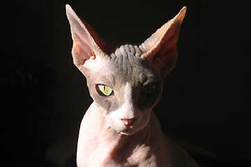 613844-jpg - El sphynx es un gato muy paciente, tolerante e inteligente.
