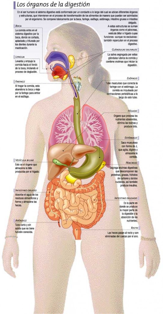 Los órganos de la digestión