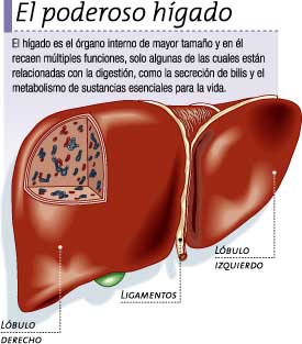 El poderosos hígado