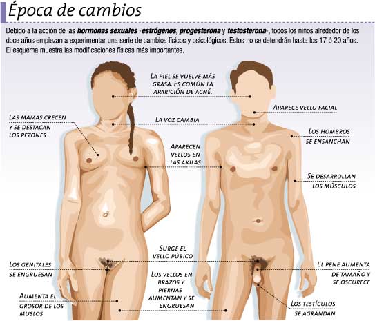 Cambios generados en la pubertad