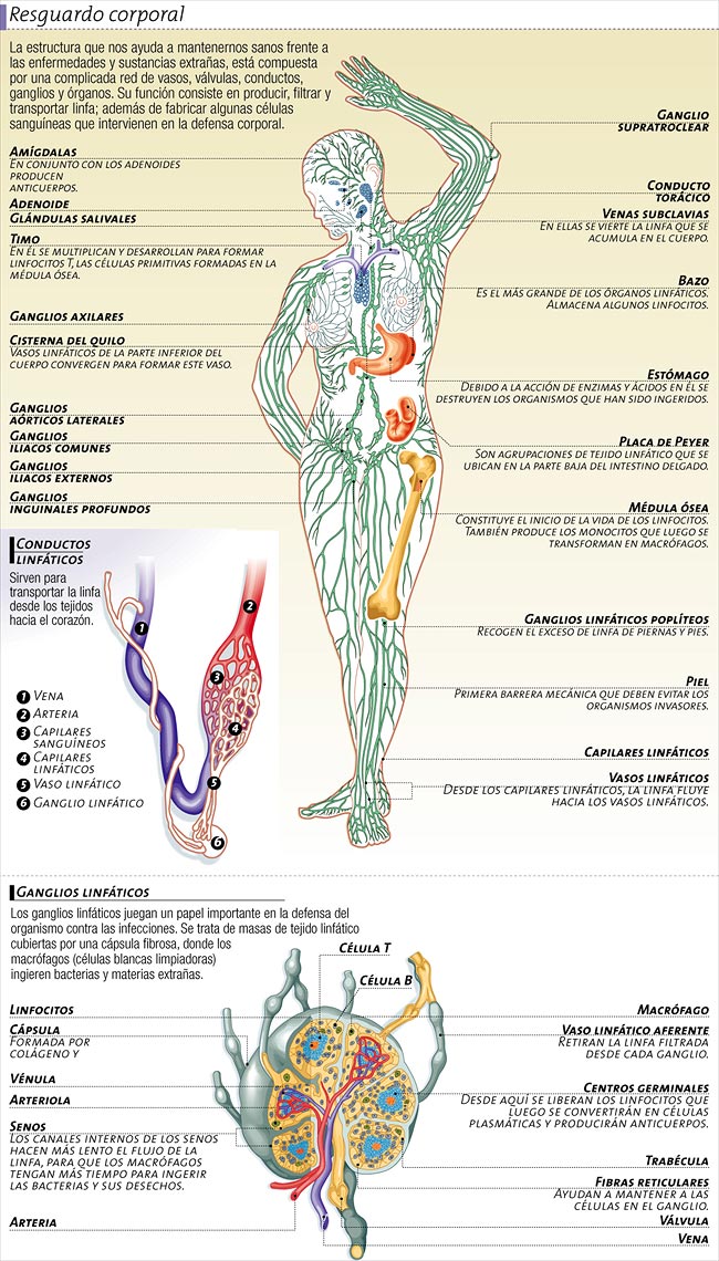 Sistema inmunológico - Icarito