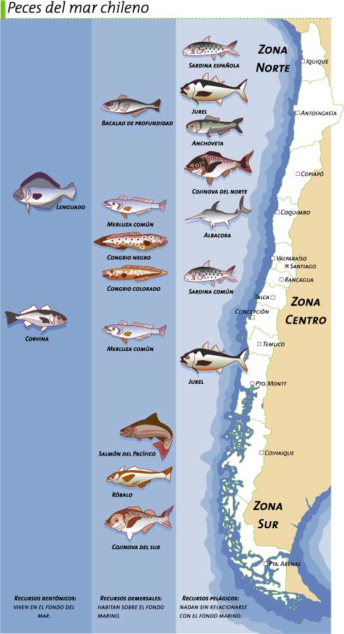 Peces del mar chileno