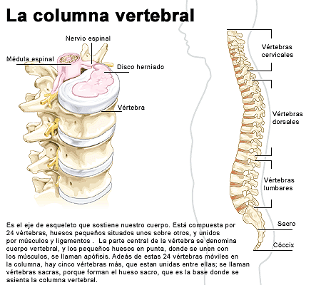 Columna vertebral
