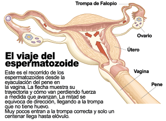 El viaje del espermatozoide