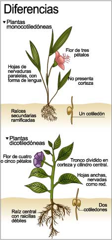Diferencias entre las plantas