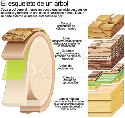 Proceso productivo de la madera