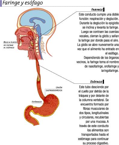 Faringe y esófago