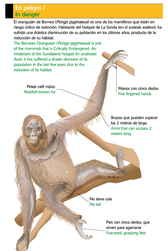 El orangután en peligro