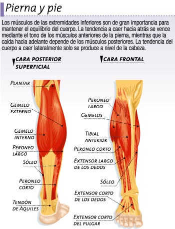 Músculos de la pierna y del pie