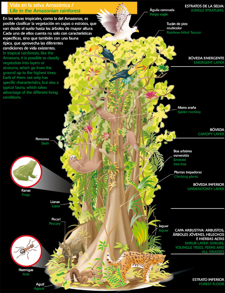 Vida en la selva amazónica